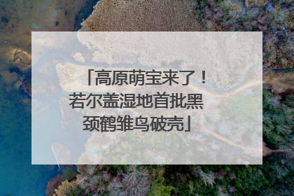 高原萌宝来了！若尔盖湿地首批黑颈鹤雏鸟破壳